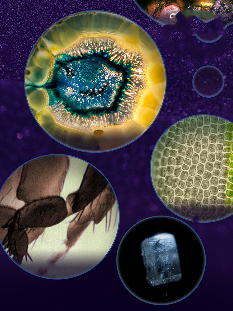 Nature Explorer Microscope for Learning Through Discovery